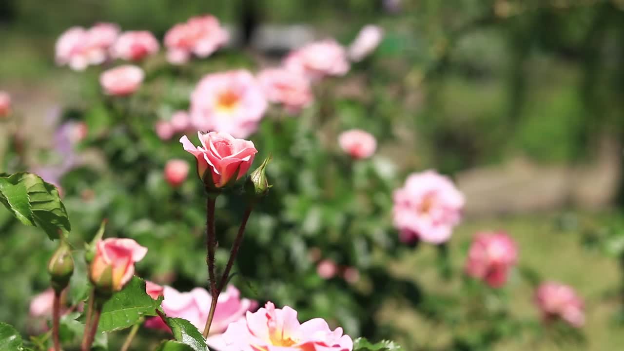 绽放的粉红玫瑰，花朵特写视频素材