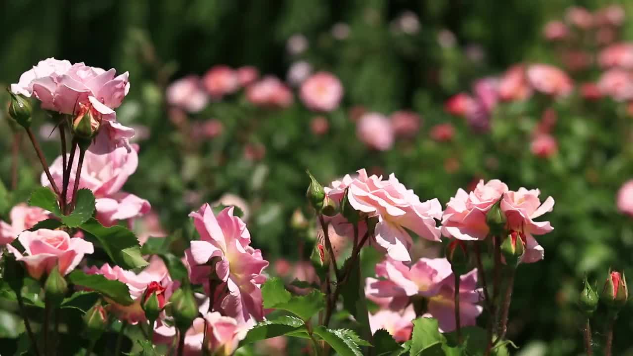 绽放的粉红玫瑰，花朵特写视频素材