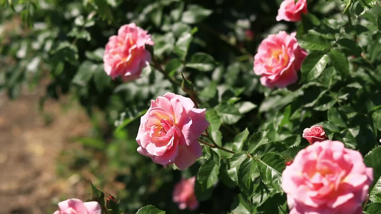 绽放的粉红玫瑰，花朵特写视频素材