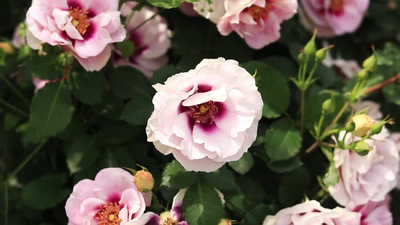 绽放的粉红玫瑰，花朵特写视频素材