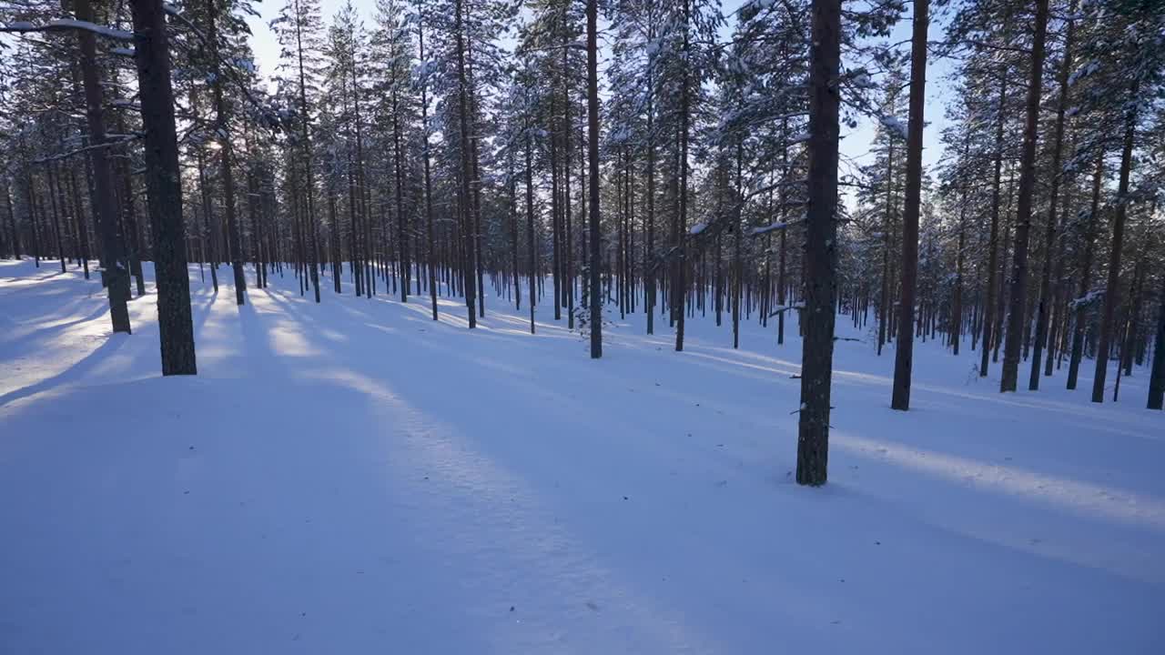 芬兰拉普兰的冬天:白雪覆盖的森林，宁静的冬日仙境视频素材