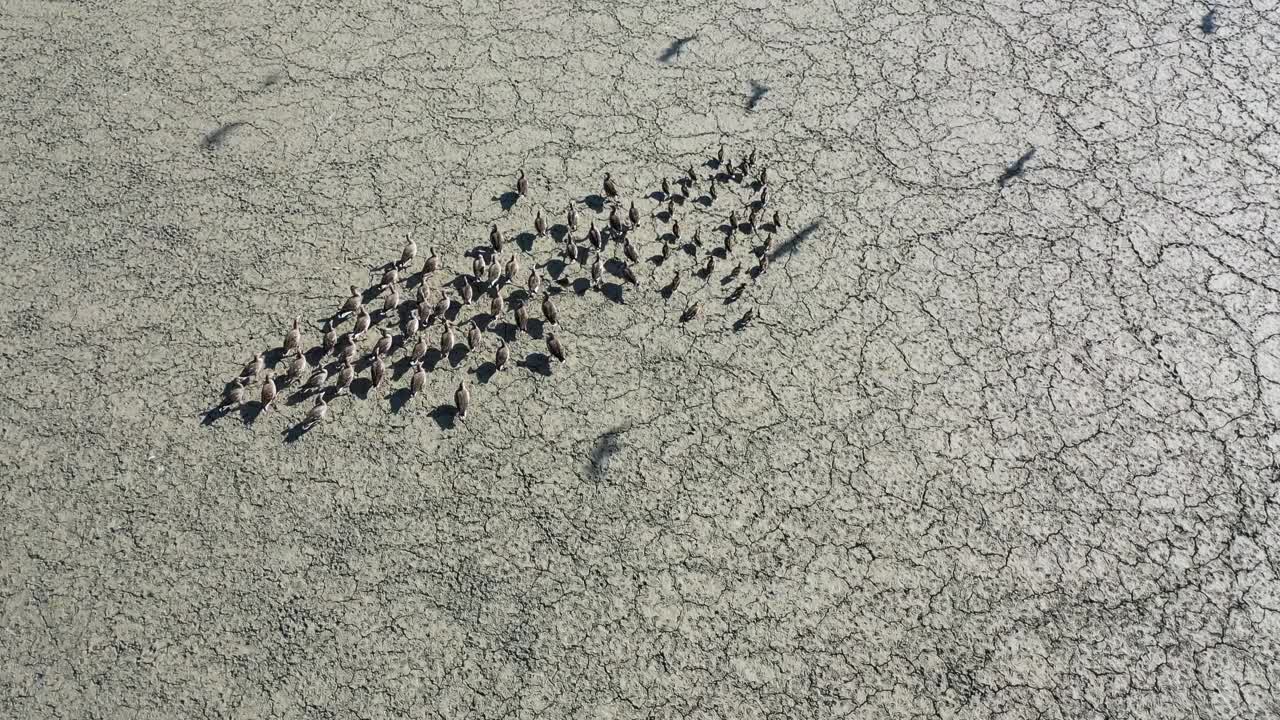 当干涸的湖床、开裂脱水的土壤、全球危机和干旱对生命构成巨大威胁时，湖中的生命已经消失了。鱼和鸟死于脱水，视频素材