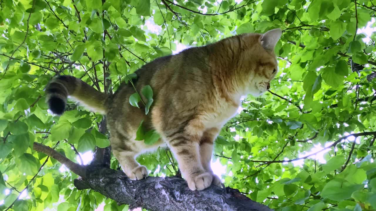 花园里树枝上的红猫。夏天户外的金色栗鼠小猫。视频下载