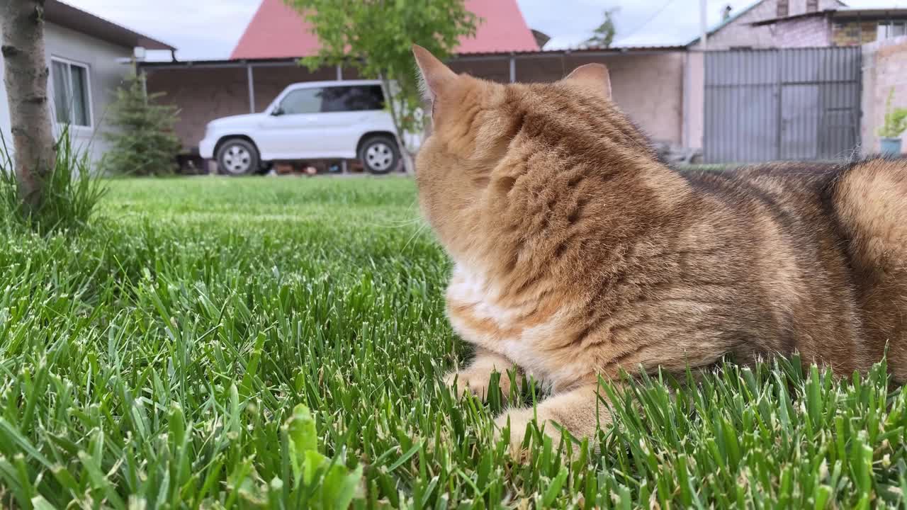 一只姜黄色的猫躺在私人住宅前院的绿色草坪上视频下载