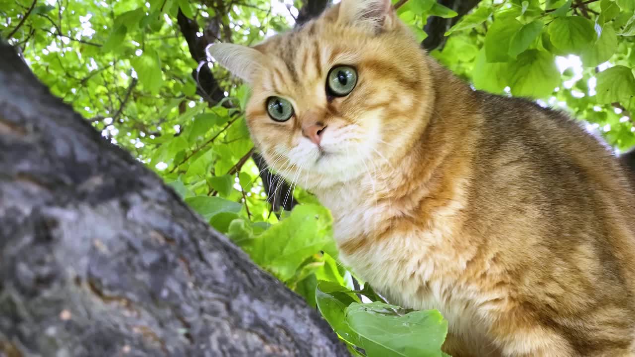 姜黄色的猫在树枝上。夏天花园外的金色栗鼠小猫。视频下载