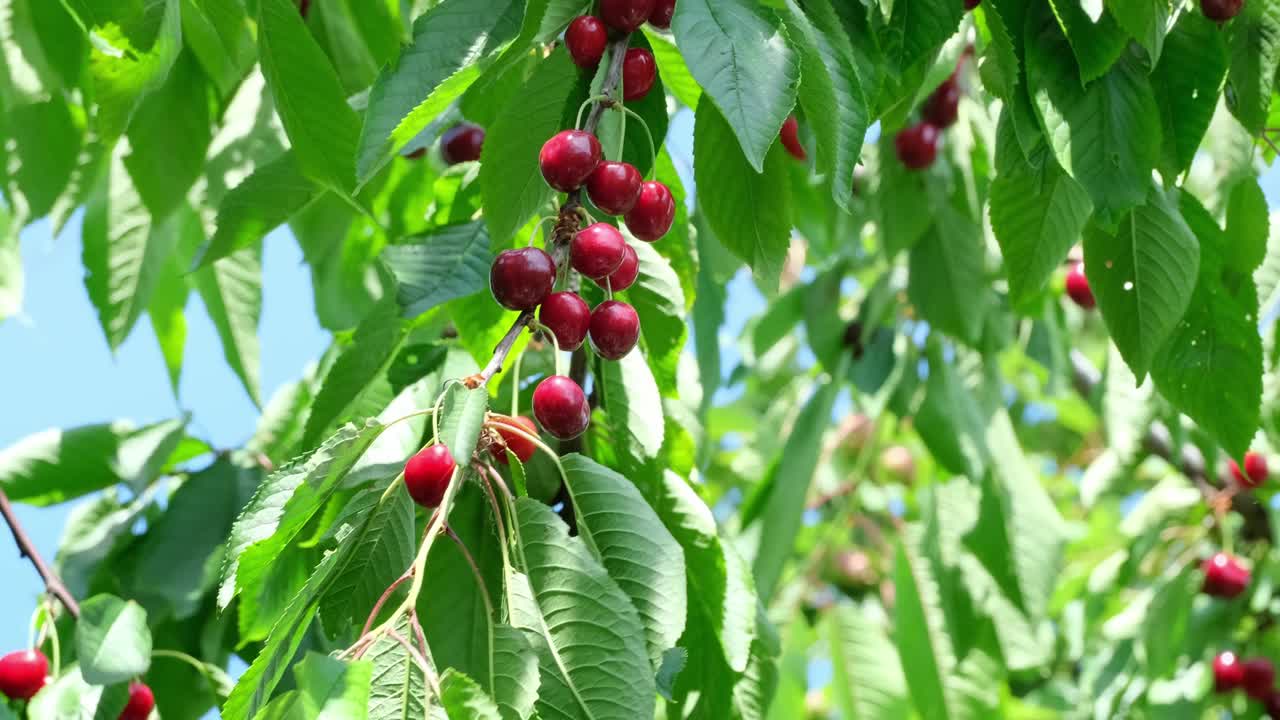 樱桃收获:男人的手在果园里从树上采摘樱桃视频素材