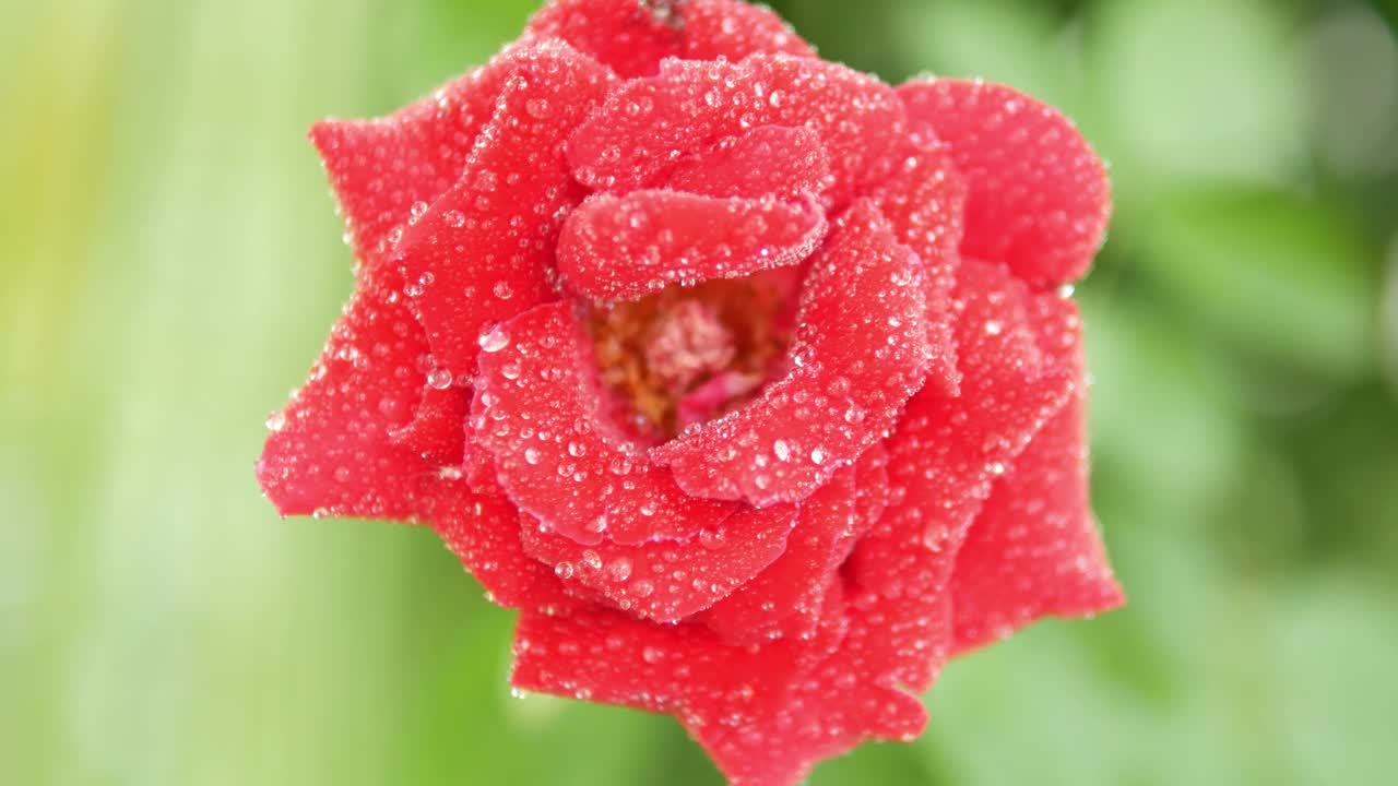 红玫瑰的俯视图。玫瑰和水滴的特写。红玫瑰花瓣与雨滴特写。红玫瑰。天然的红玫瑰背景。视频素材