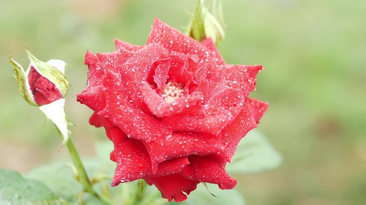 红玫瑰的特写。玫瑰和水滴的特写。红玫瑰花瓣与雨滴特写。红玫瑰。天然的红玫瑰背景。视频素材