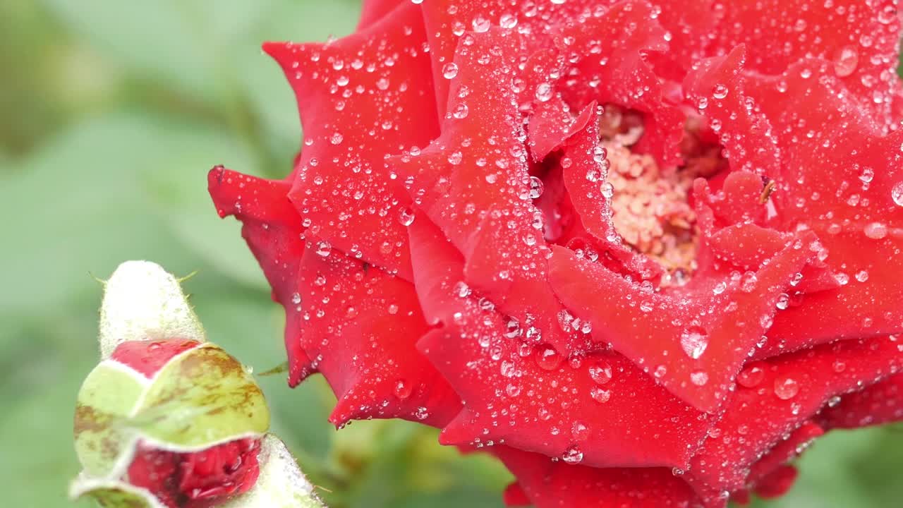 红玫瑰的特写。玫瑰和水滴的特写。红玫瑰花瓣与雨滴特写。红玫瑰。天然的红玫瑰背景。视频素材