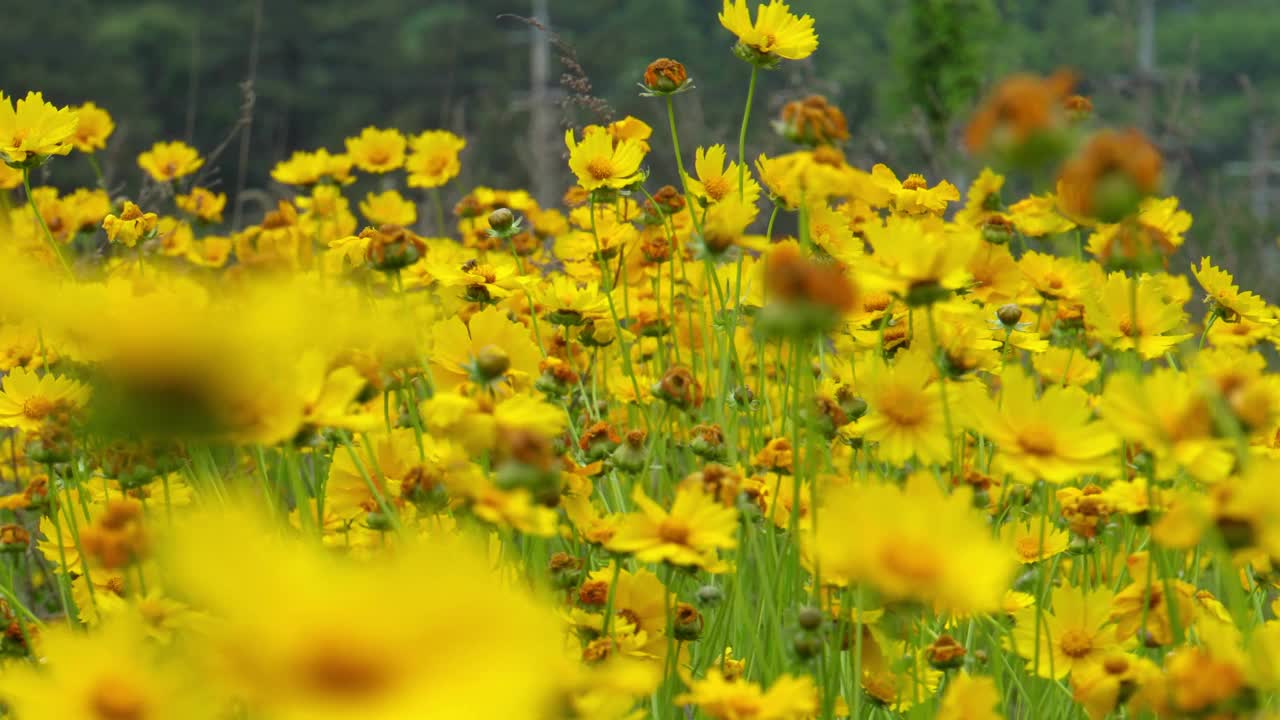 大花的山楂黄色花视频下载