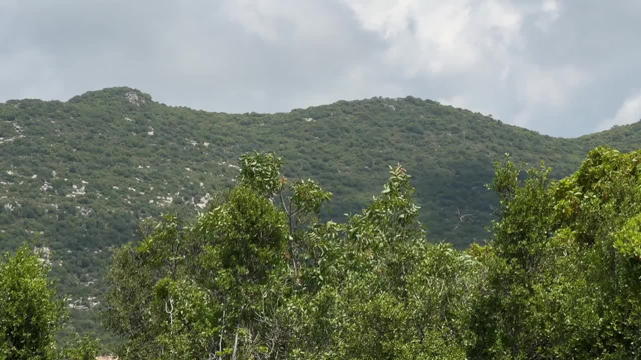 绿树在山景前随风起舞。视频下载