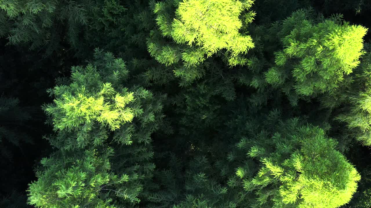 无人机拍摄的纹理在自然界。美丽的夏季森林鸟瞰图。国家公园的探索和旅游目的地的旅游和旅游爱好者的灵感视频素材