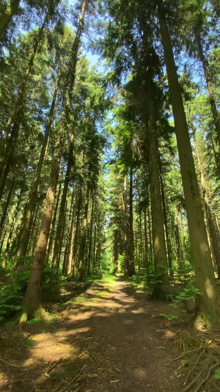 垂直视频沿着风景如画的松林走在地球小径上视频下载