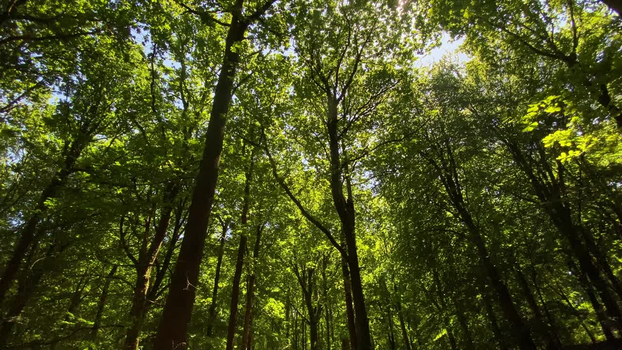 把绿色的森林林间空地延伸到阳光普照的树冠视频下载