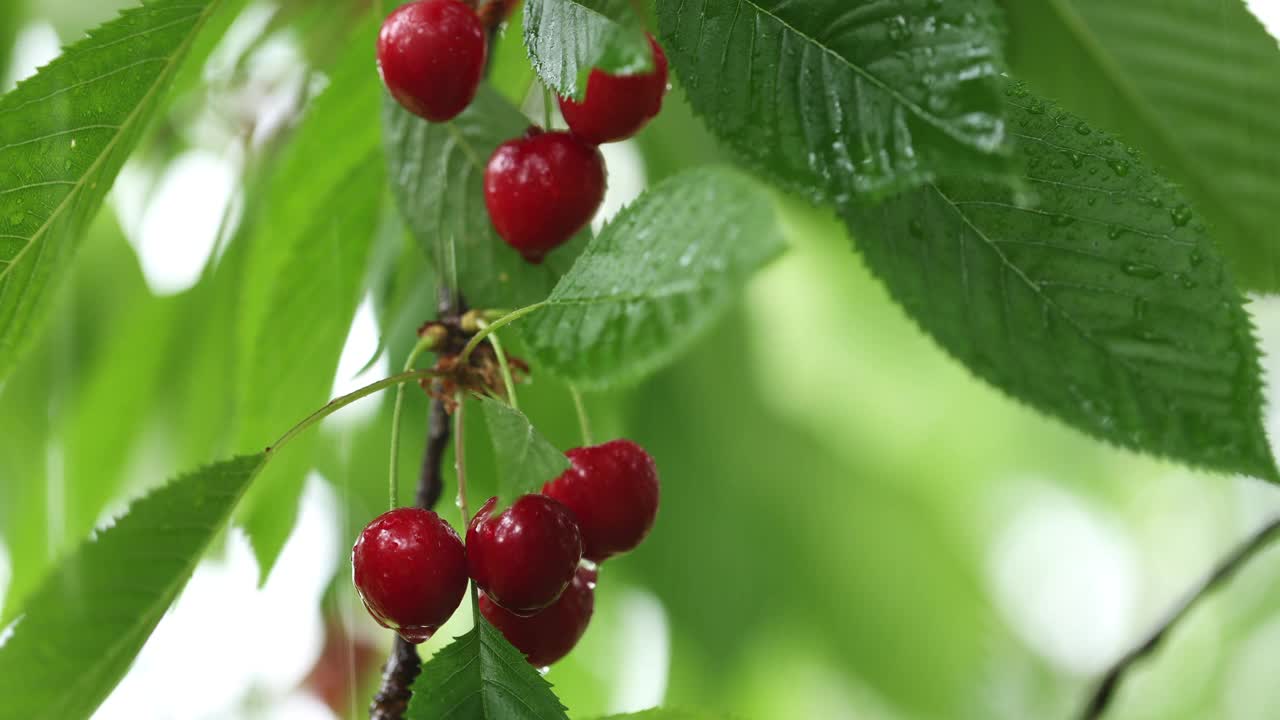 下雨时，成熟的红樱桃和挂在树枝上的绿叶视频下载