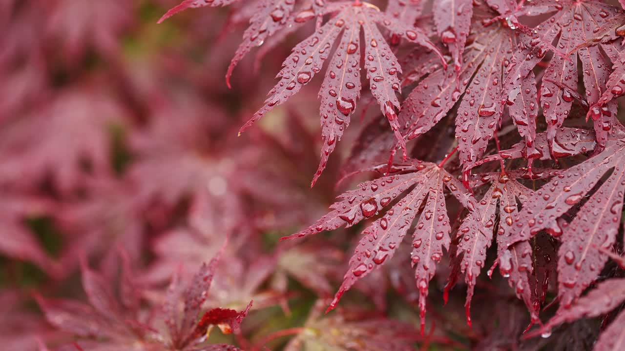 雨后的红枫带着雨点视频下载