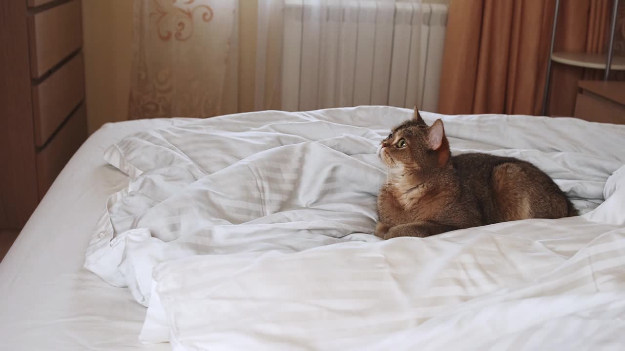 可爱有趣的猫品种苏格兰直躺在床上的房间里，看着相机，灯光背景，复制空间视频素材