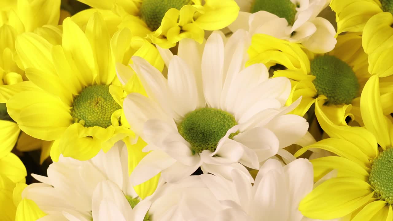 接近白色和黄色的花。菊花的背景。缓慢的运动。视频素材