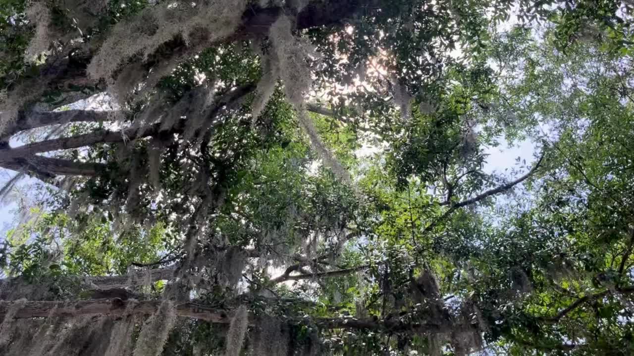 西班牙苔藓视频下载