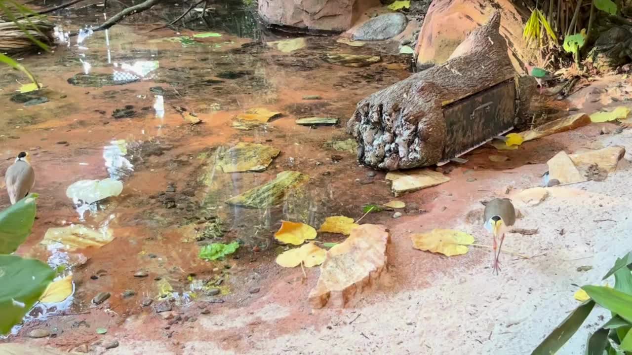 新几内亚蒙面鸻视频下载