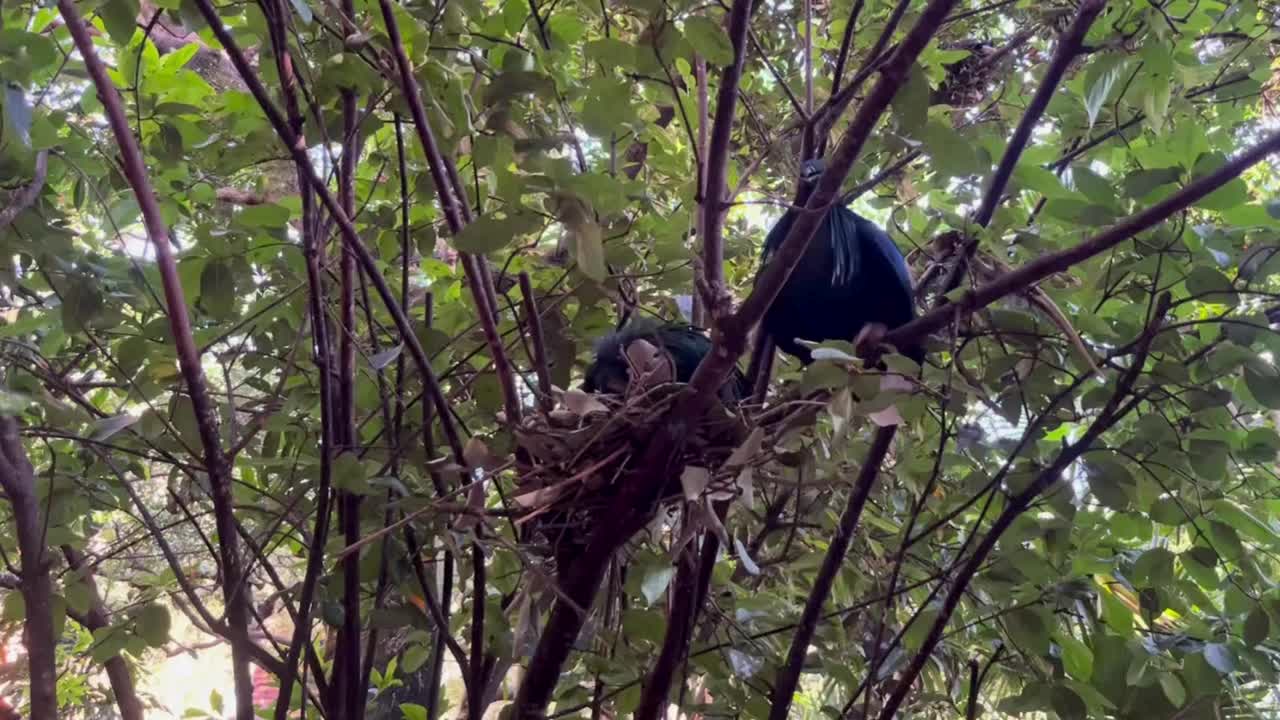 筑巢的尼科巴鸽视频下载