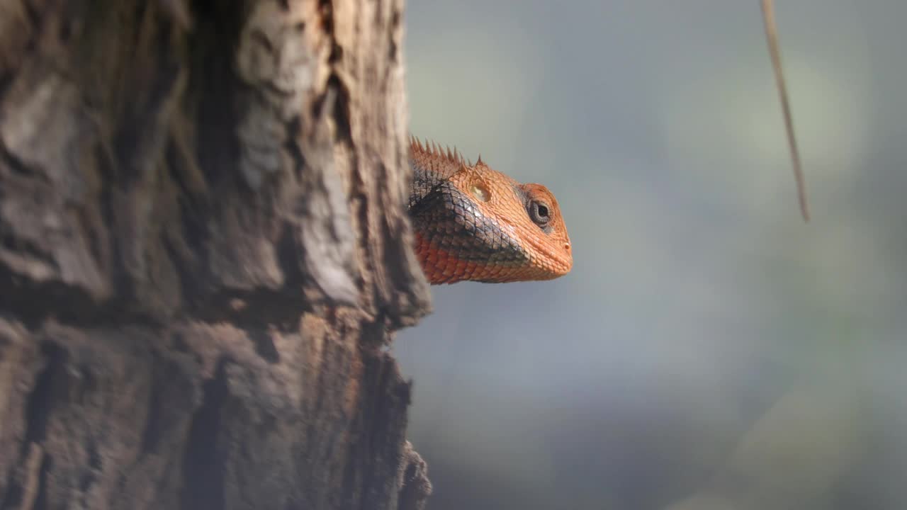 变色龙(Calotes versicolor)视频素材