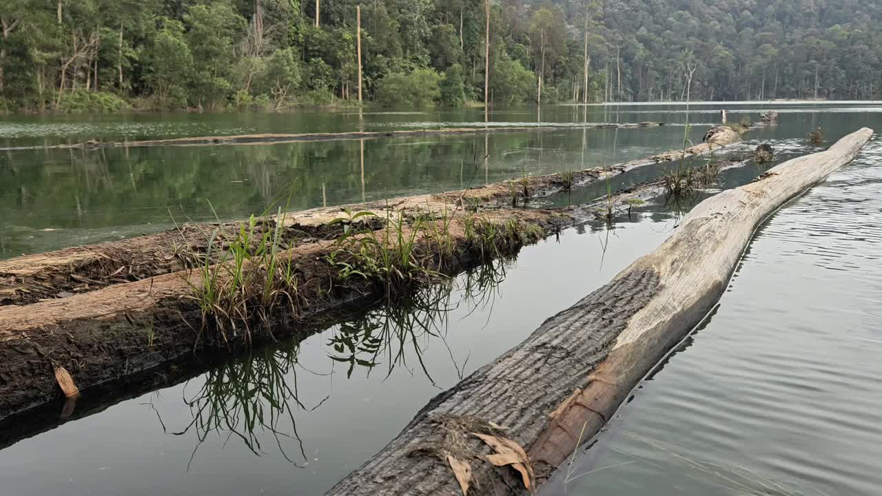 倒下的树木或木头漂浮在森林的湖面上。自然景观。视频素材