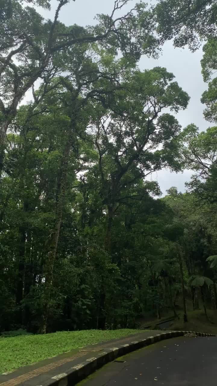 郁郁葱葱的森林中宁静的林荫道。视频素材