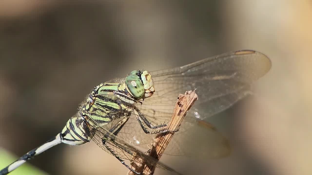 成群的蜻蜓栖息在绿色的草地上，带着一种自然的气息视频下载