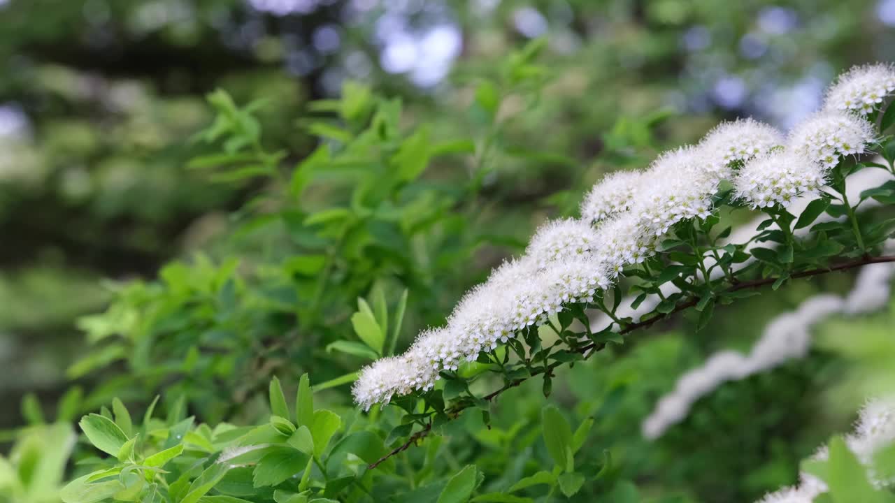 花园里盛开的绣线菊枝。视频下载