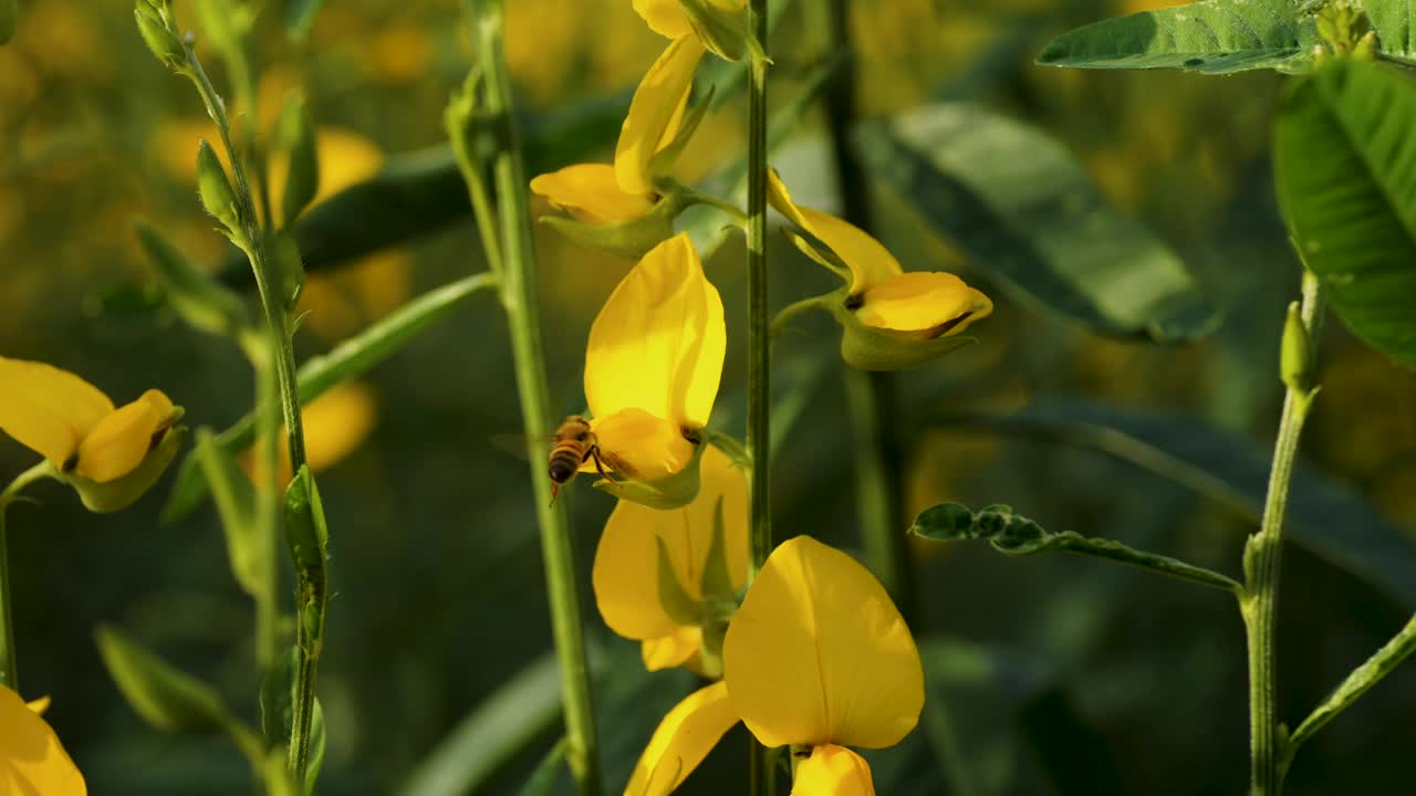 蜜蜂从黄色的向日葵花上采集花蜜视频下载