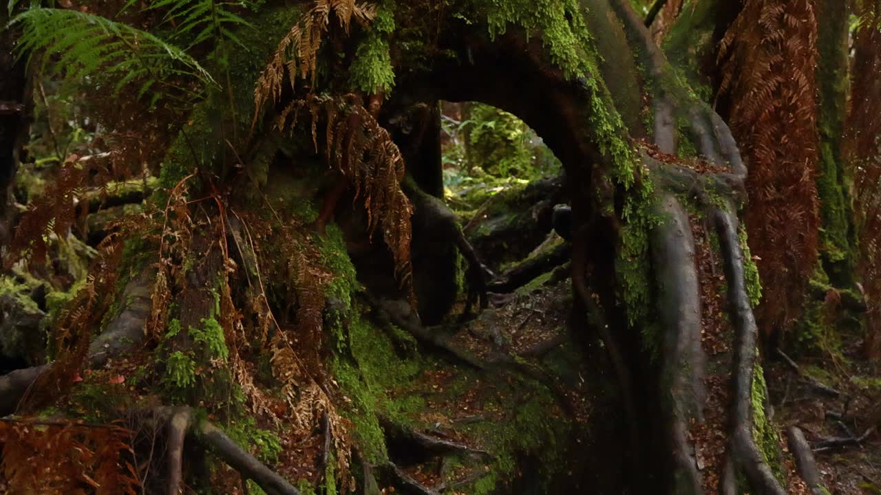 蕨类森林里长满苔藓的空心树视频素材