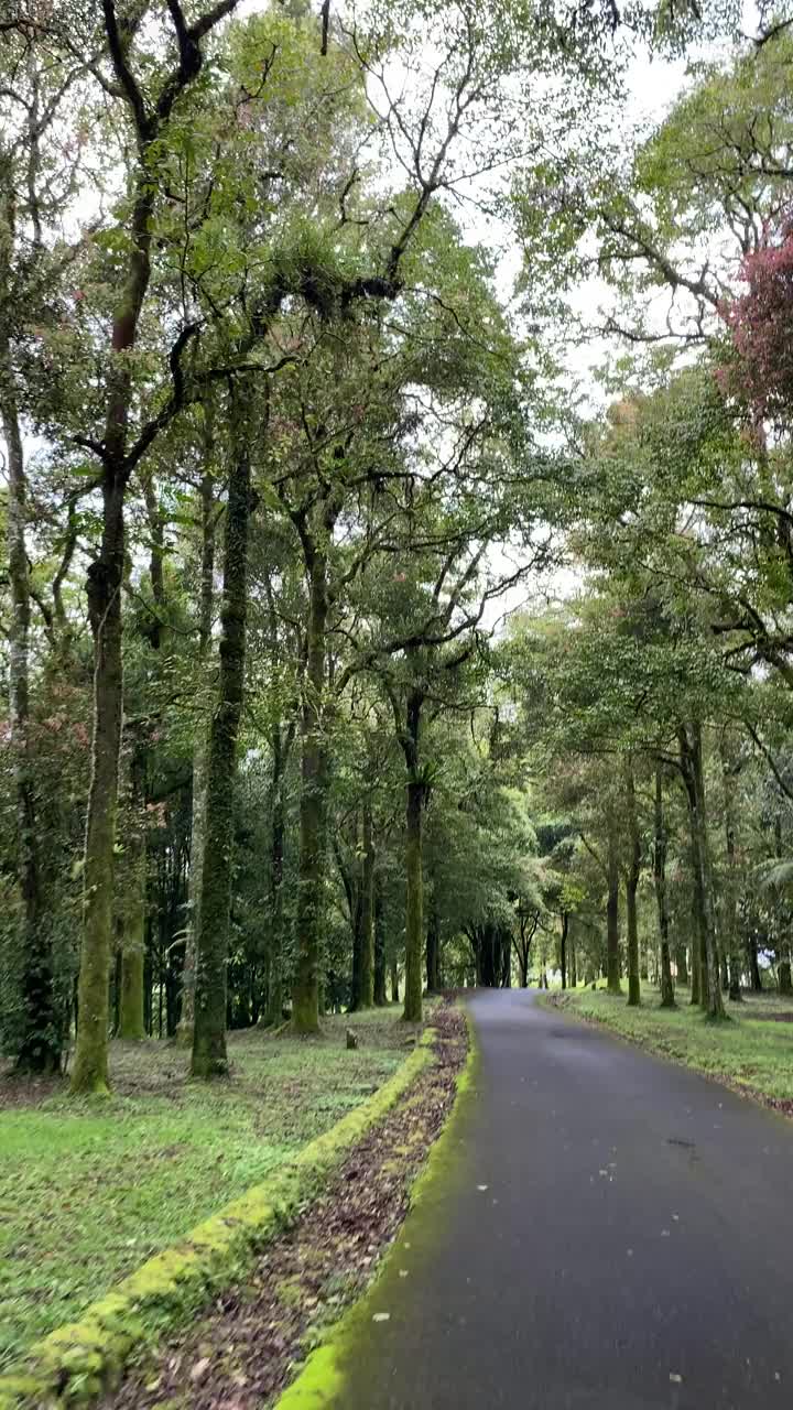 郁郁葱葱的森林中宁静的林荫道。视频素材