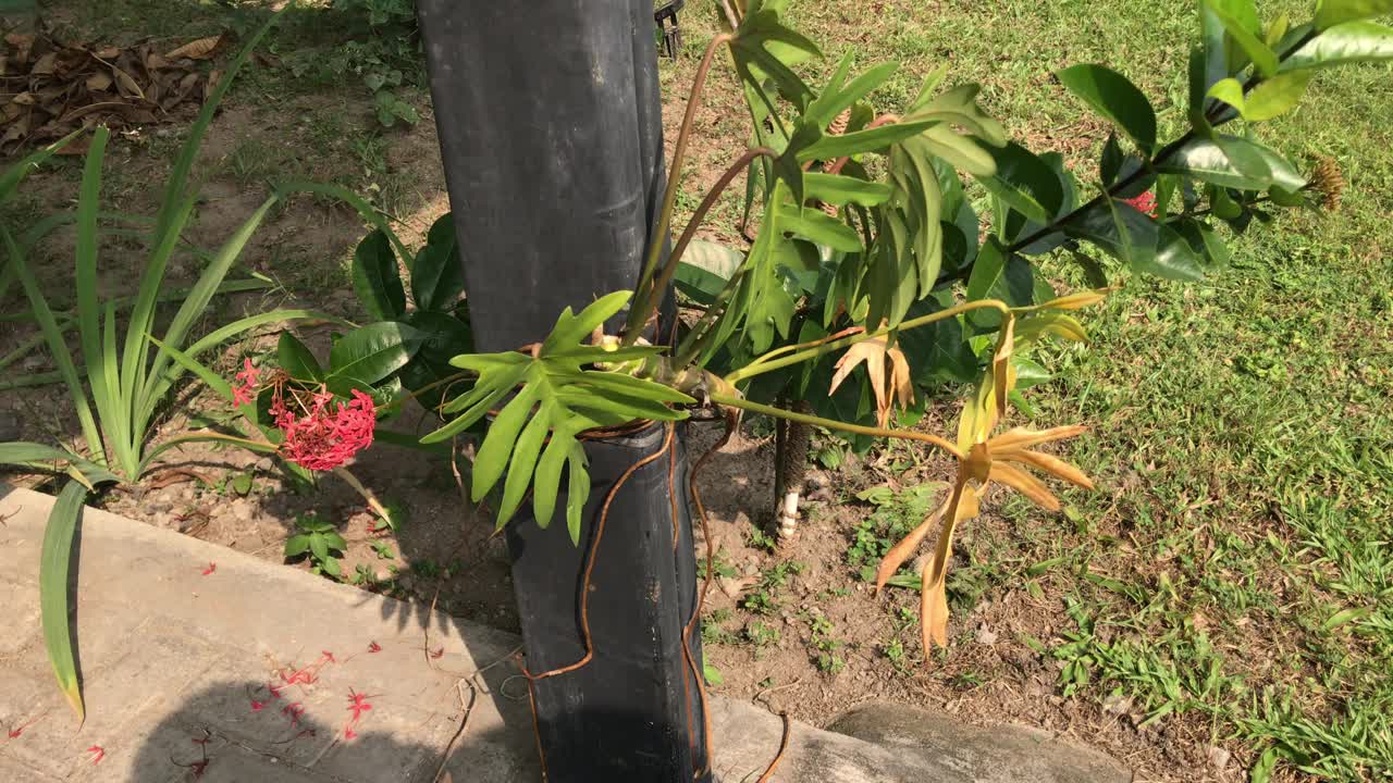 修剪一株怪兽植物。视频下载