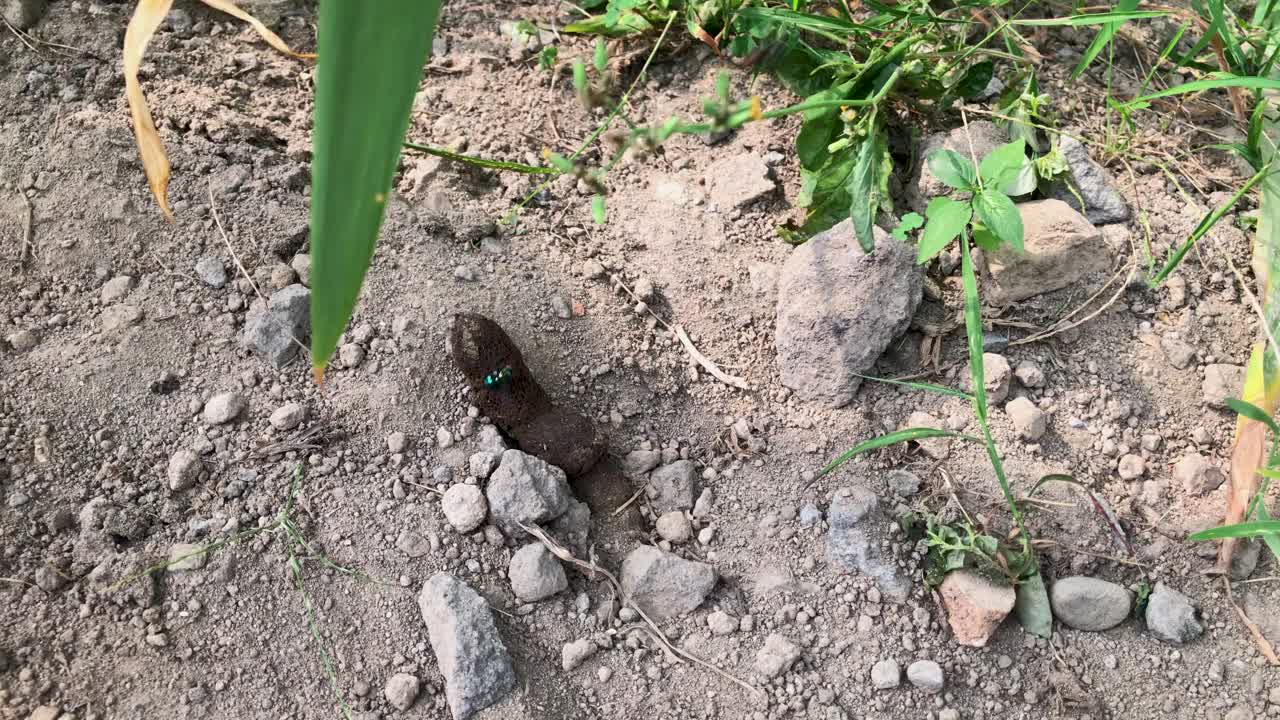 苍蝇在动物粪便上视频下载