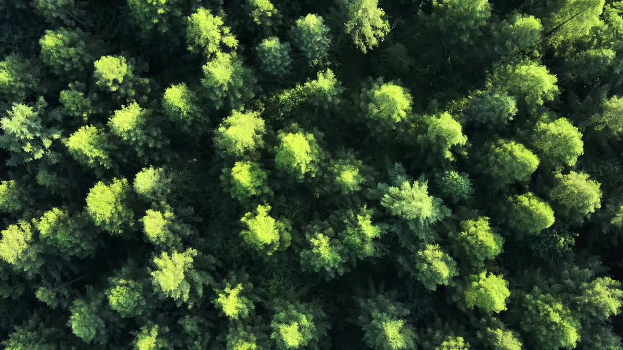 令人惊叹的夏季森林鸟瞰图。无人机拍摄的纹理在自然界。国家公园的探索和旅游目的地的旅游和旅游爱好者的灵感视频素材