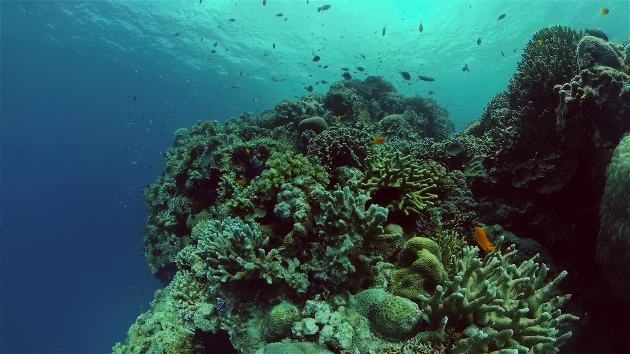 珊瑚礁和水下热带鱼。菲律宾。视频素材