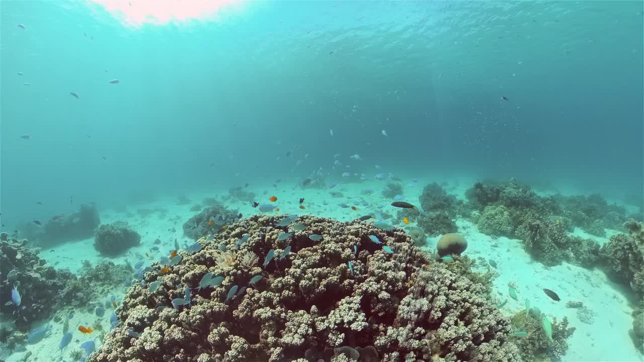 珊瑚礁和水下热带鱼。菲律宾。视频素材