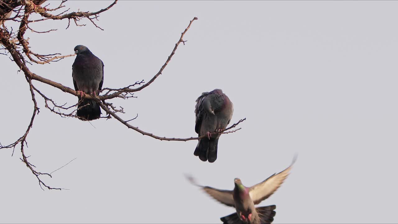 树上的鸽子视频下载