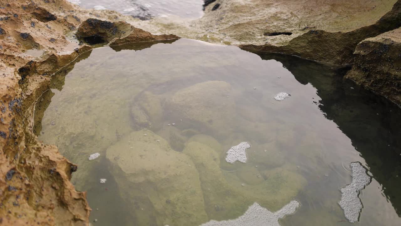 有帽贝和长春花的洛克浦视频素材