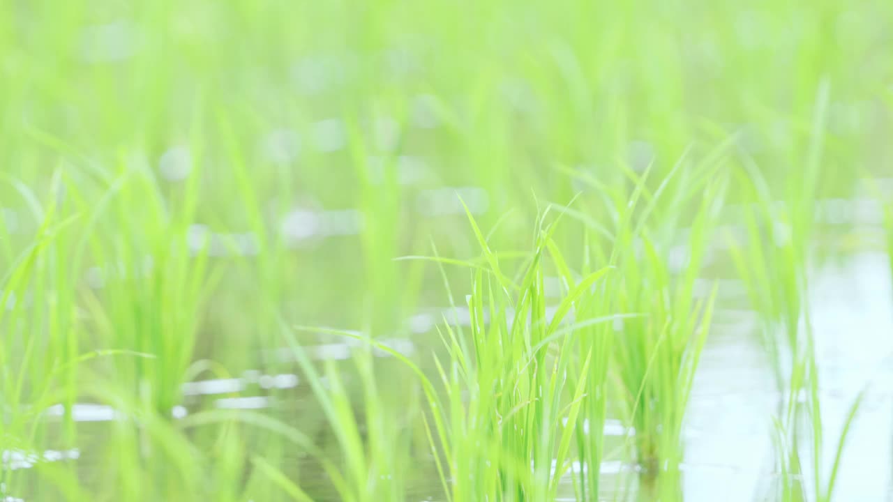 稻田里的水稻植株特写视频素材