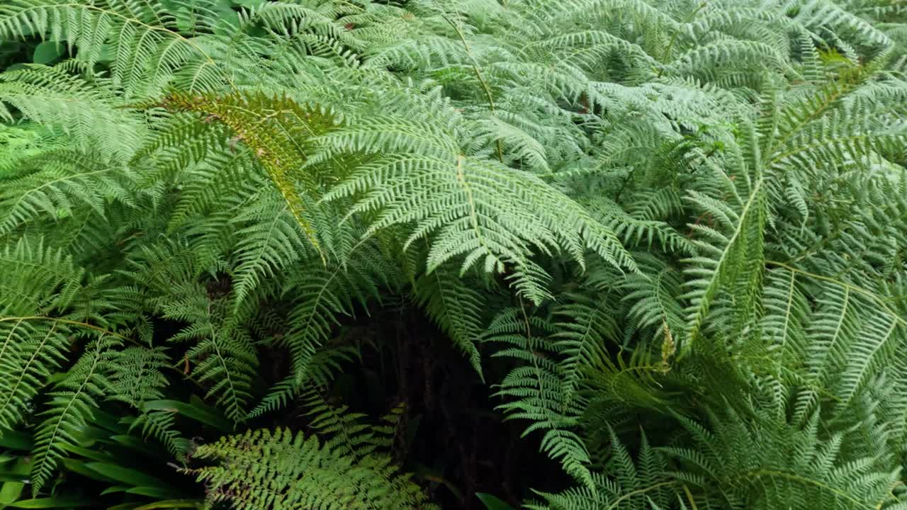 墨尔本森林中的蕨类植物视频素材