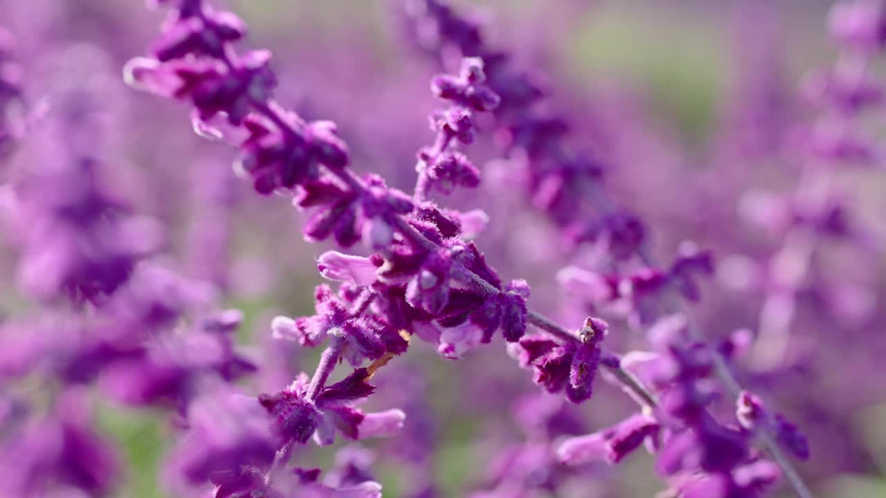 墨尔本薰衣草田视频素材