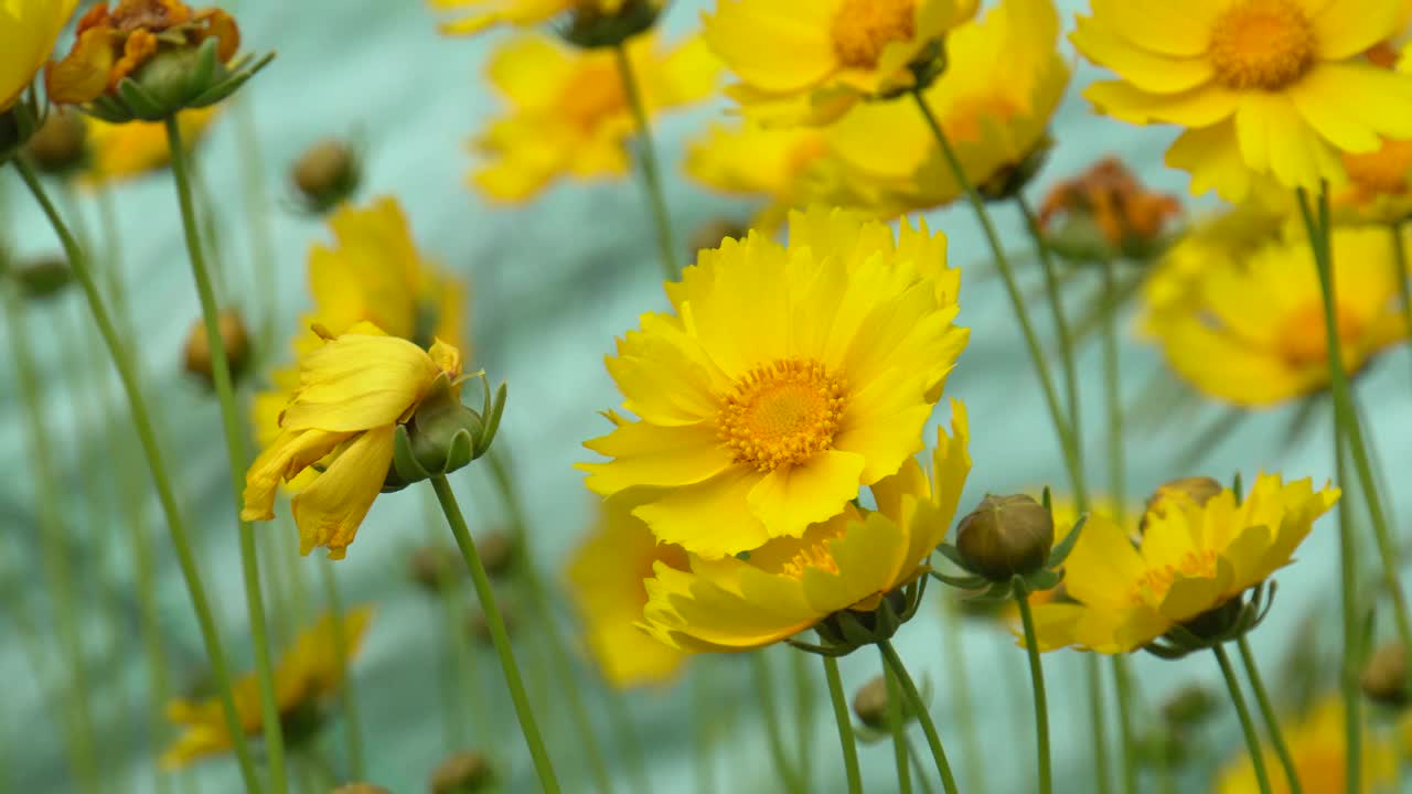 大花的山楂花视频素材