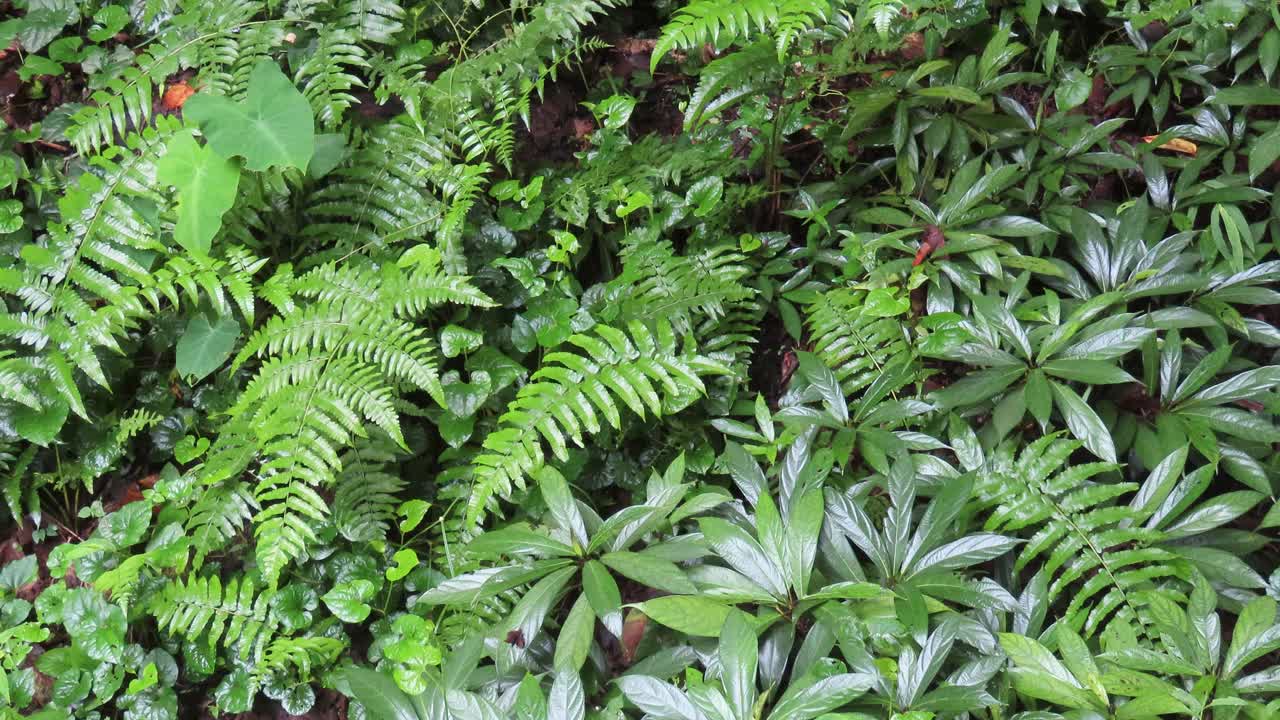 热带雨林中的蕨类植物视频素材