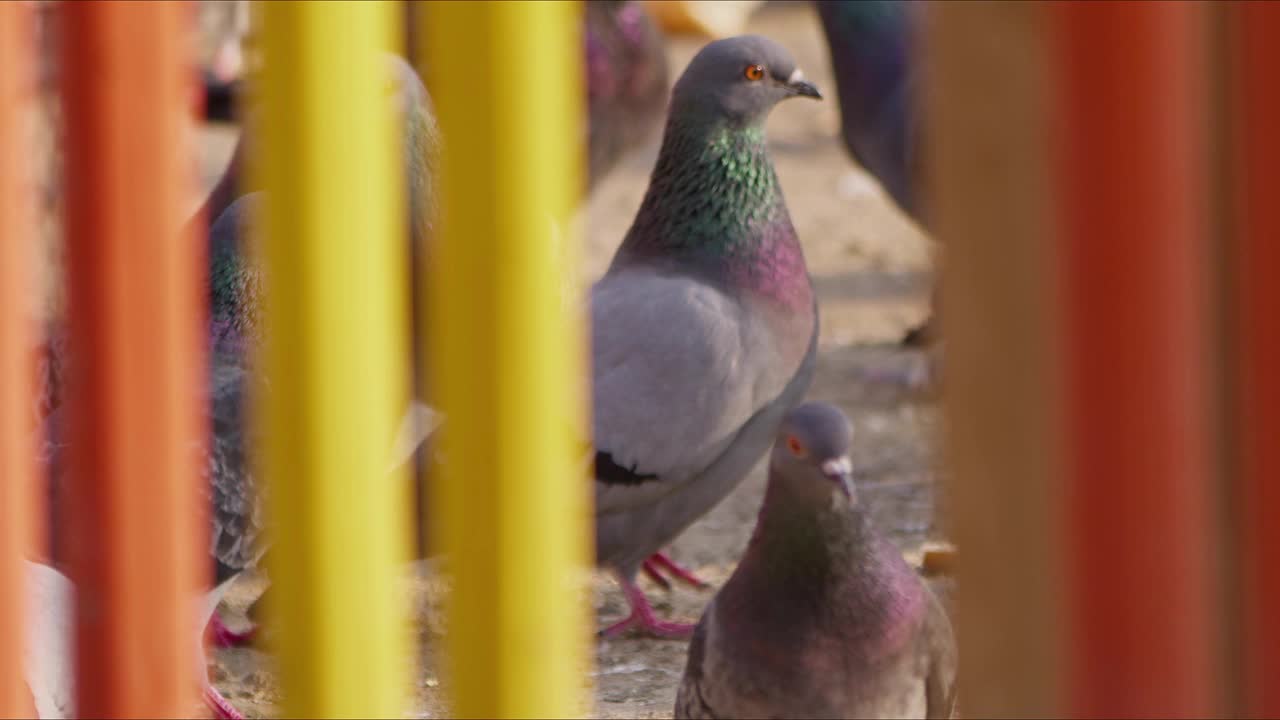 动物鸟鸽子鸽子在公园里视频下载