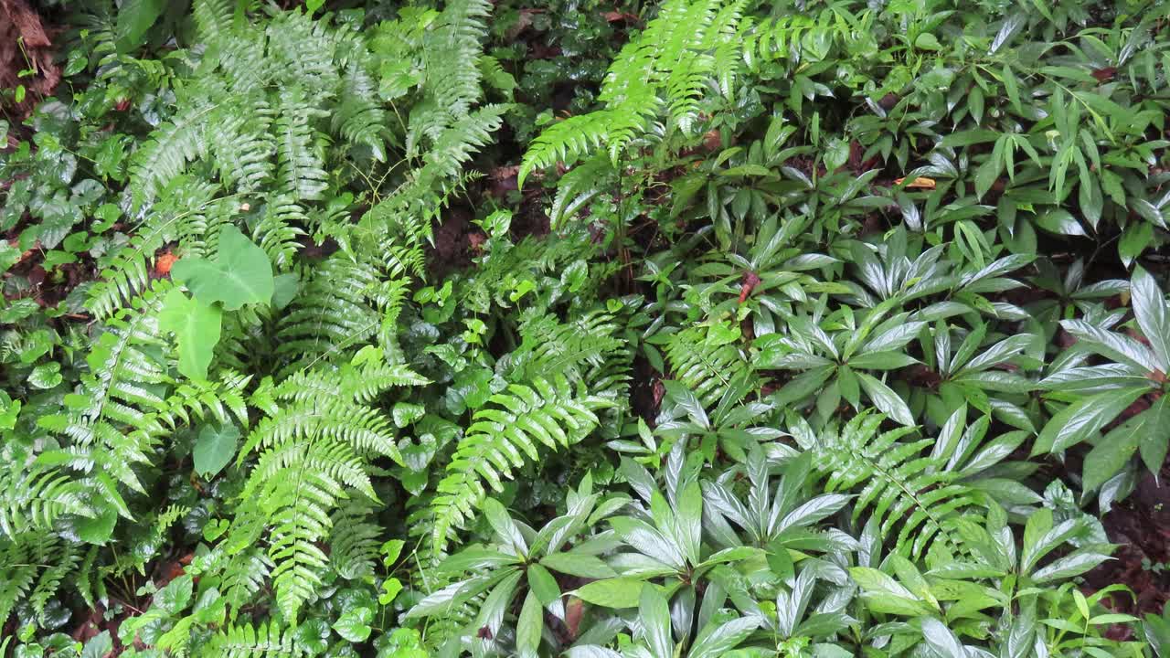 热带雨林中的蕨类植物视频素材