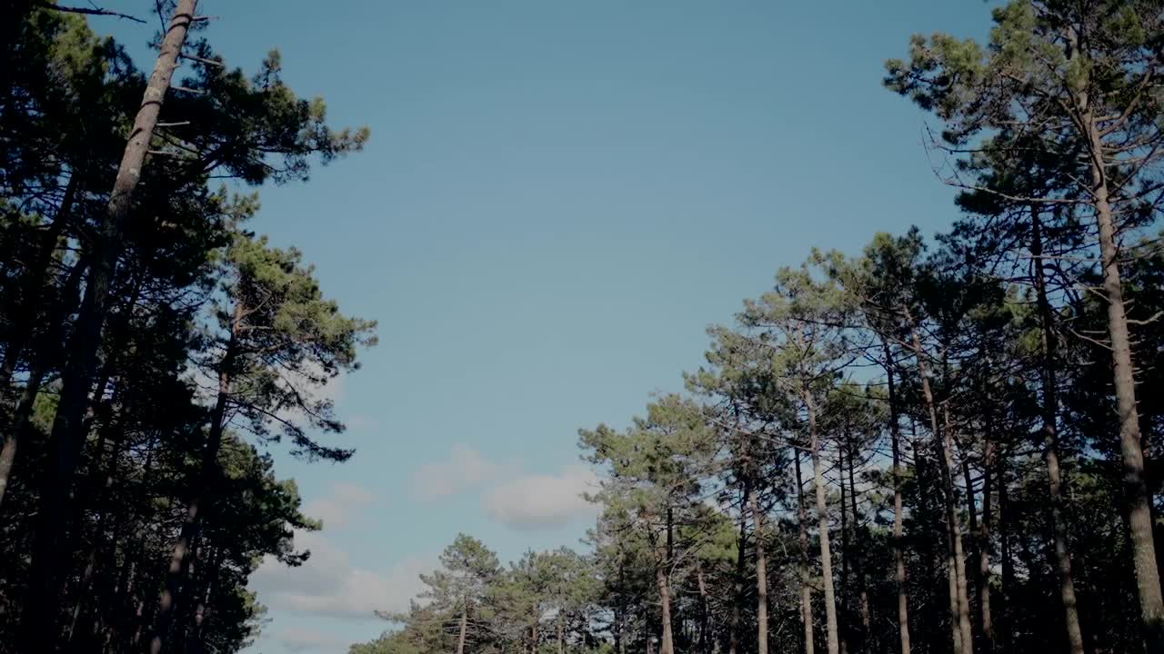 在宁静的森林景观中，高大的松树映衬着清澈的蓝天，彰显着大自然的宁静。视频素材