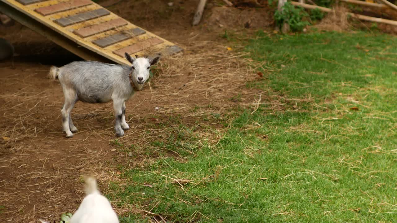 农场里的小山羊视频素材