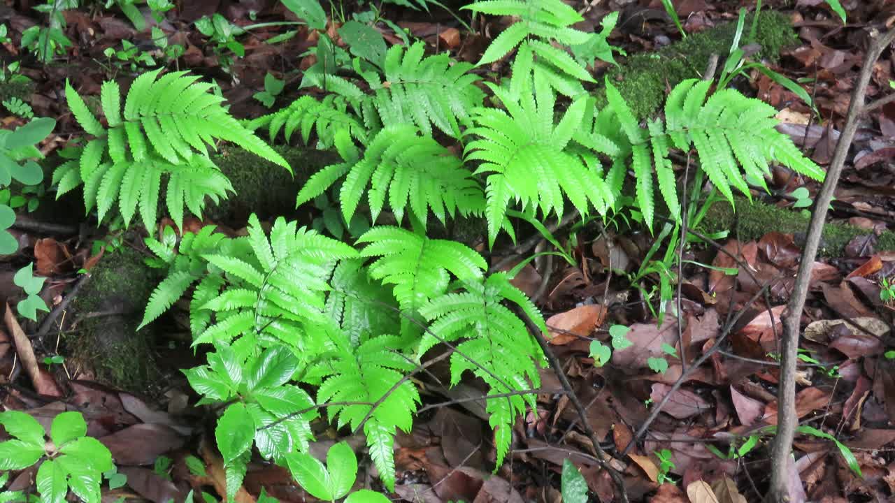 热带雨林中的蕨类植物视频素材